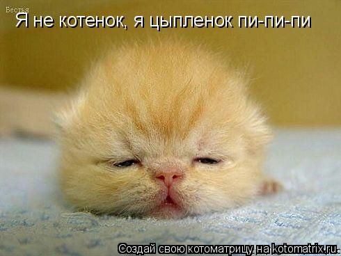 Я не котенок, я цыпленок пи-пи-пи... Котоматрица: Я не котенок, я цыпленок пи-пи-пи
