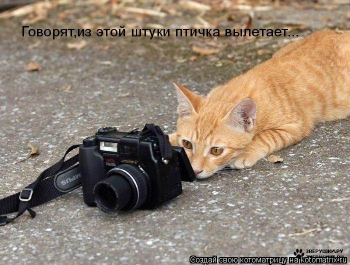 Говорят,из этой штуки птичка вылетает...... Котоматрица: Говорят,из этой штуки птичка вылетает...