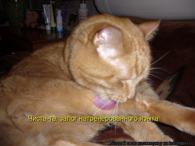 Чиста-та, залог натренерованного языка... Котоматрица: Чиста-та, залог натренерованного языка