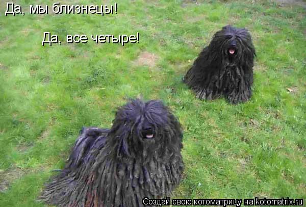 Да, мы близнецы! Да, все четыре!... Котоматрица: Да, мы близнецы! Да, все четыре!