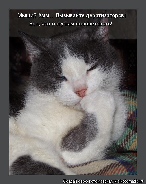Котоматрица: Мыши? Хмм... Вызывайте дератизаторов! Все, что могу вам посоветовать!
