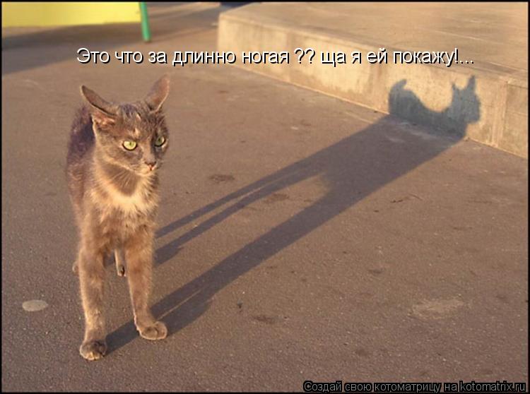 Это что за длинно ногая ?? ща я ей покажу!...... Котоматрица: Это что за длинно ногая ?? ща я ей покажу!...
