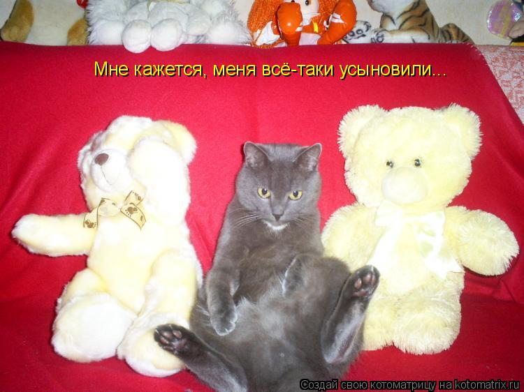 Мне кажется, меня всё-таки усыновили...... Котоматрица: Мне кажется, меня всё-таки усыновили...