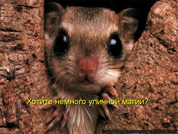 Хотите немного уличной магии?... Котоматрица: Хотите немного уличной магии?