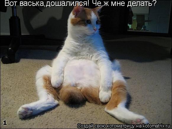 Вот васька,дошалился! Че ж мне делать?... Котоматрица: Вот васька,дошалился! Че ж мне делать?