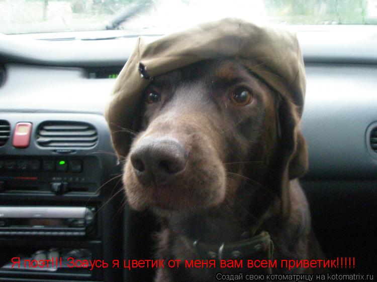 Я поэт!!! Зовусь я цветик от меня вам всем приветик!!!!!... Котоматрица: Я поэт!!! Зовусь я цветик от меня вам всем приветик!!!!!