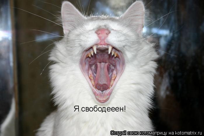Я свободееен!... Котоматрица: Я свободееен!