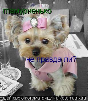 не правда ли? гламурненько... Котоматрица: не правда ли? гламурненько