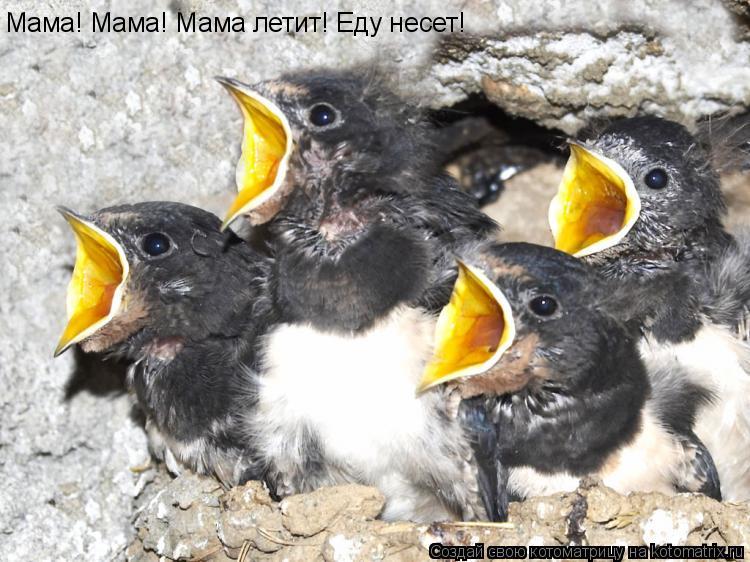 Мама! Мама! Мама летит! Еду несет!... Котоматрица: Мама! Мама! Мама летит! Еду несет!