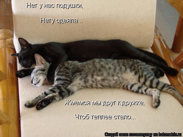 Чтоб теплее стало... Нет у нас подушки, Нету одеяла... Жмемся мы друг к дружке,... Котоматрица: Чтоб теплее стало... Нет у нас подушки, Нету одеяла... Жмемся мы друг к дружке,