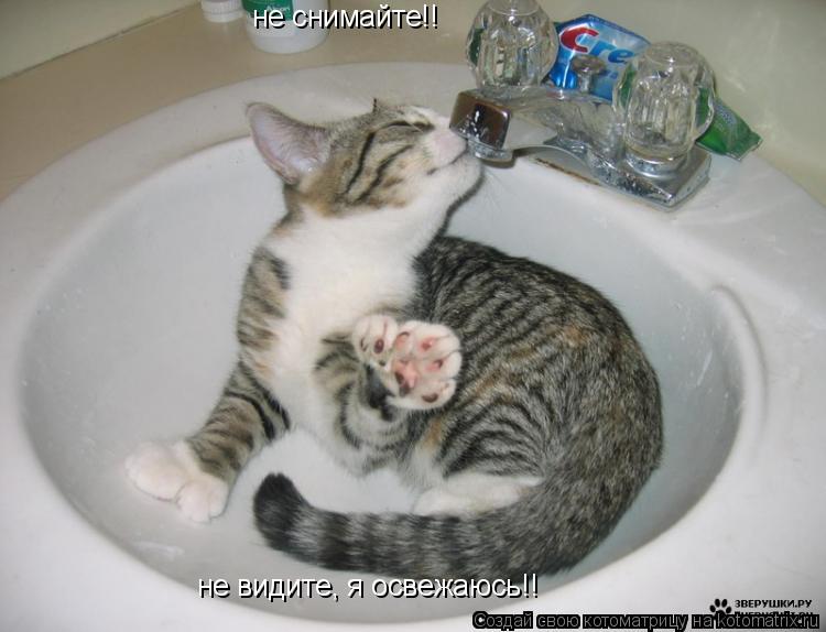 не снимайте!! не видите, я освежаюсь!!... Котоматрица: не снимайте!! не видите, я освежаюсь!!