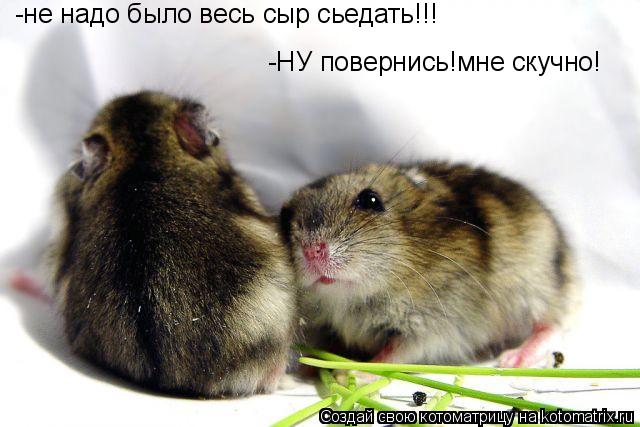 -НУ повернись!мне скучно! -не надо было весь сыр сьедать!!!... Котоматрица: -НУ повернись!мне скучно! -не надо было весь сыр сьедать!!!