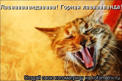 Лаваааааандааааа! Лаваааааандааааа! Горная лавааааанда!!!... Котоматрица: Лаваааааандааааа! Лаваааааандааааа! Горная лавааааанда!!!
