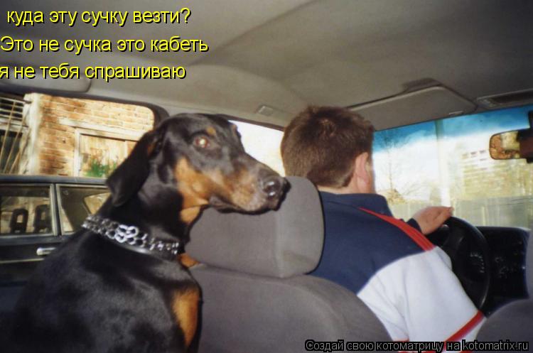 куда эту сучку везти? Это не сучка это кабеть я не тебя спрашиваю... Котоматрица: куда эту сучку везти? Это не сучка это кабеть я не тебя спрашиваю