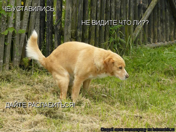 ЧЕ УСТАВИЛИСЬ, НЕ ВИДИТЕ ЧТО ЛИ?? ДАЙТЕ РАСЛАБИТЬСЯ!... Котоматрица: ЧЕ УСТАВИЛИСЬ, НЕ ВИДИТЕ ЧТО ЛИ?? ДАЙТЕ РАСЛАБИТЬСЯ!