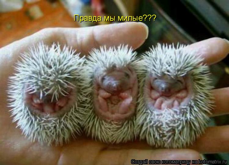 Правда мы милые???... Котоматрица: Правда мы милые???