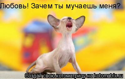 Любовь! Зачем ты мучаешь меня?... Котоматрица: Любовь! Зачем ты мучаешь меня?