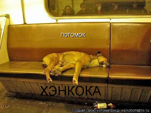 потомок ХЭНКОКА... Котоматрица: потомок ХЭНКОКА