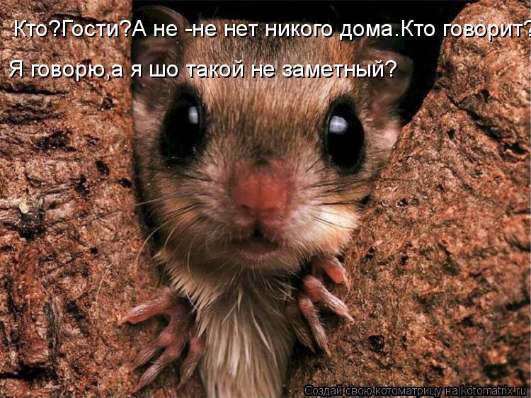 Я говорю,а я шо такой не заметный? Кто?Гости?А не -не нет никого дома.Кто говорит?Я говорю,а я шо так... Котоматрица: Я говорю,а я шо такой не заметный? Кто?Гости?А не -не нет никого дома.Кто говорит?Я говорю,а я шо такой не заметный?