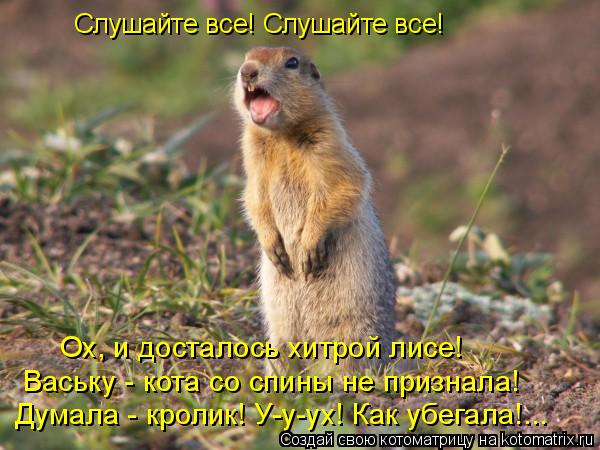 Слушайте все! Слушайте все! Ваську - кота со спины не признала! Думала - кролик! У-у-ух! Как убегала!... Котоматрица: Слушайте все! Слушайте все! Ваську - кота со спины не признала! Думала - кролик! У-у-ух! Как убегала!... Ох, и досталось хитрой лисе!