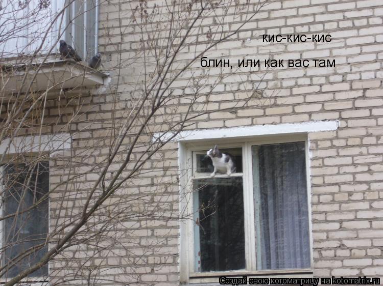 кис-кис-кис блин, или как вас там... Котоматрица: кис-кис-кис блин, или как вас там