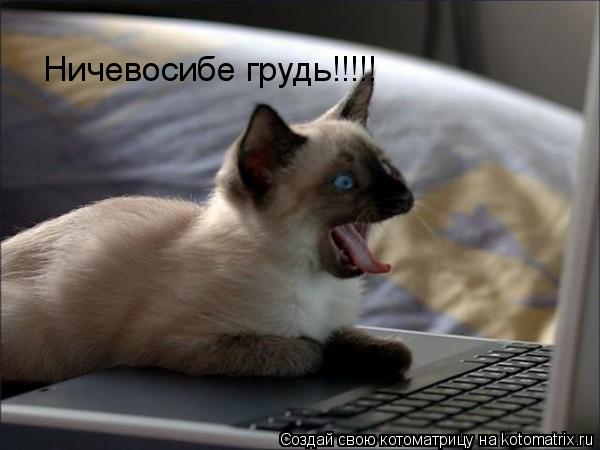 Ничевосибе грудь!!!!!... Котоматрица: Ничевосибе грудь!!!!!