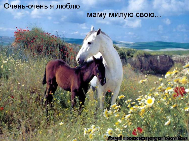 Очень-очень я люблю маму милую свою...... Котоматрица: Очень-очень я люблю маму милую свою...