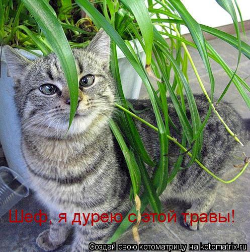 Шеф, я дурею с этой травы!... Котоматрица: Шеф, я дурею с этой травы!