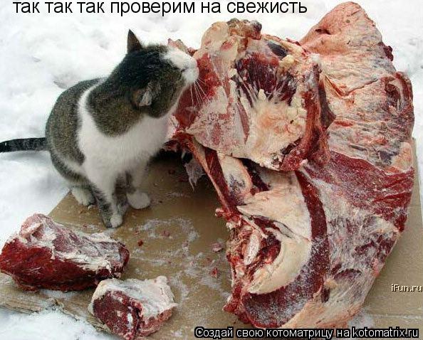 так так так проверим на свежисть... Котоматрица: так так так проверим на свежисть