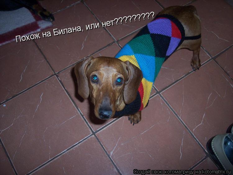 Похож на Билана, или нет?????????... Котоматрица: Похож на Билана, или нет?????????