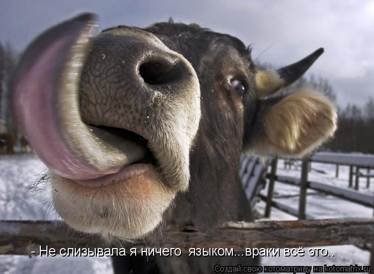 - Не слизывала я ничего языком...враки всё это..... Котоматрица: - Не слизывала я ничего языком...враки всё это..