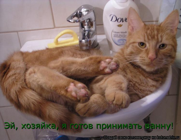 Эй, хозяйка, я готов принимать ванну!... Котоматрица: Эй, хозяйка, я готов принимать ванну!