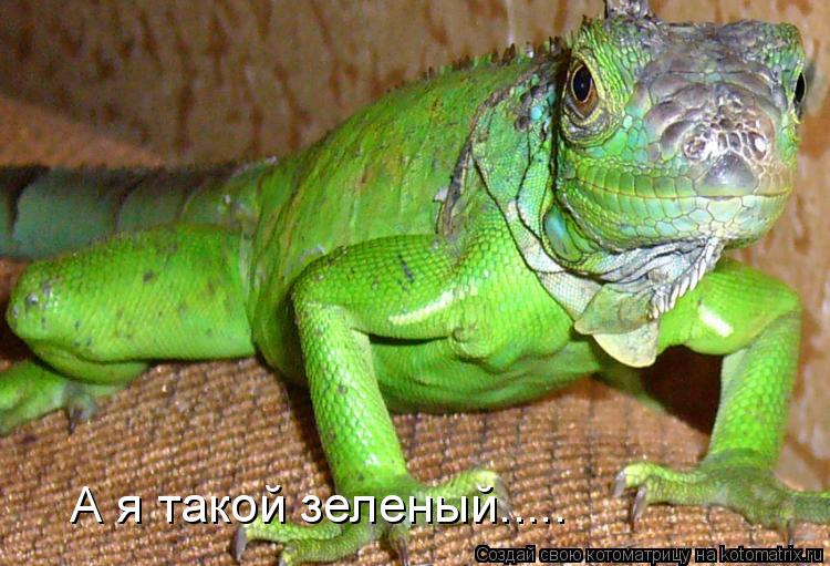 А я такой зеленый........ Котоматрица: А я такой зеленый.....
