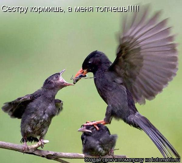 Сестру кормишь, а меня топчешь!!!!!... Котоматрица: Сестру кормишь, а меня топчешь!!!!!