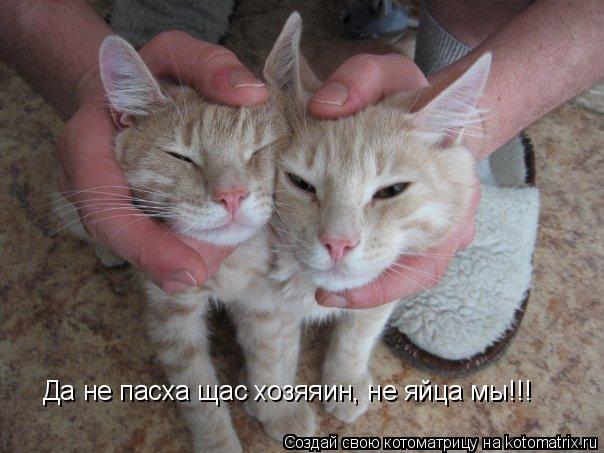 Да не пасха щас хозяяин, не яйца мы!!!... Котоматрица: Да не пасха щас хозяяин, не яйца мы!!!