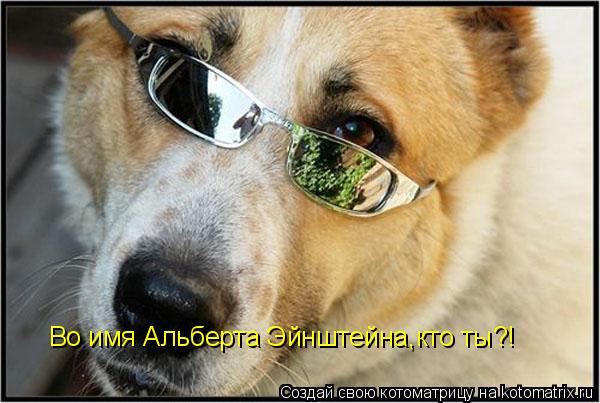 Во имя Альберта Эйнштейна,кто ты?!... Котоматрица: Во имя Альберта Эйнштейна,кто ты?!