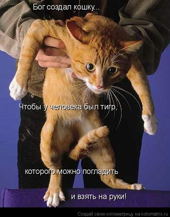 Бог создал кошку... Чтобы у человека был тигр, которого можно погладить и взять на руки!... Котоматрица: Бог создал кошку... Чтобы у человека был тигр, которого можно погладить и взять на руки!