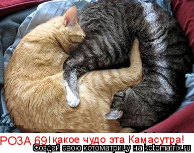 PO3A 69! какое чудо эта Камасутра!... Котоматрица: PO3A 69! какое чудо эта Камасутра!