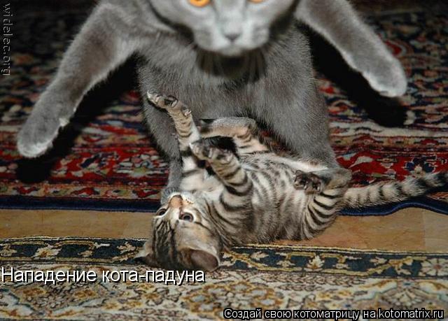 Нападение кота-падуна... Котоматрица: Нападение кота-падуна