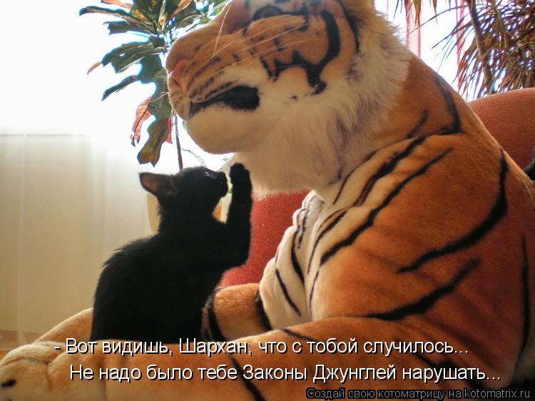 - Вот видишь, Шархан, что с тобой случилось... Не надо было тебе Законы Джунглей нарушать...... Котоматрица: - Вот видишь, Шархан, что с тобой случилось... Не надо было тебе Законы Джунглей нарушать...