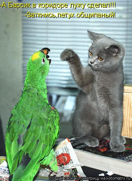 Котоматрица: -А Барсик в коридоре лужу сделал!!! -Заткнись,петух общипаный!