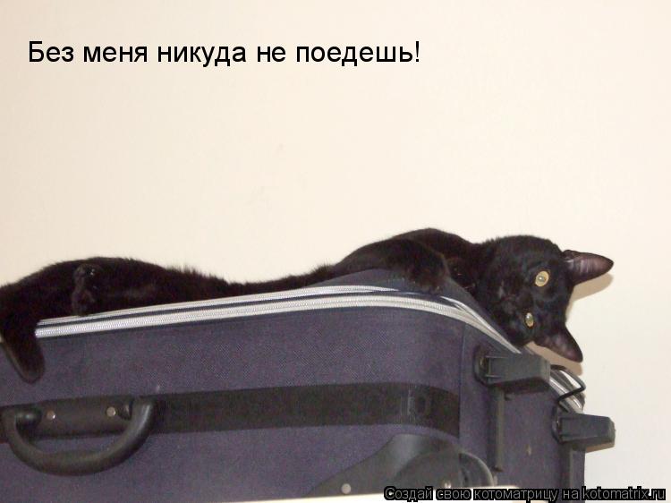 Без меня никуда не поедешь!... Котоматрица: Без меня никуда не поедешь!