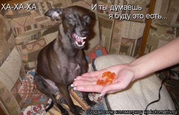 ХА-ХА-ХА... И ты думаешь я буду это есть...... Котоматрица: ХА-ХА-ХА... И ты думаешь я буду это есть...