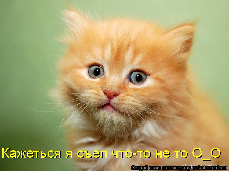Котоматрица: Кажеться я съел что-то не то О_O