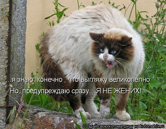 Котоматрица: ...я знаю  конечно , что выгляжу великолепно Но, предупреждаю сразу....Я НЕ ЖЕНИХ!