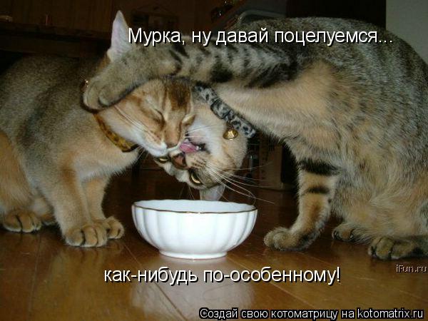 Мурка, ну давай поцелуемся... как-нибудь по-особенному!... Котоматрица: Мурка, ну давай поцелуемся... как-нибудь по-особенному!