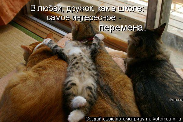 Котоматрица: В любви, дружок, как в школе: самое интересное - перемена!