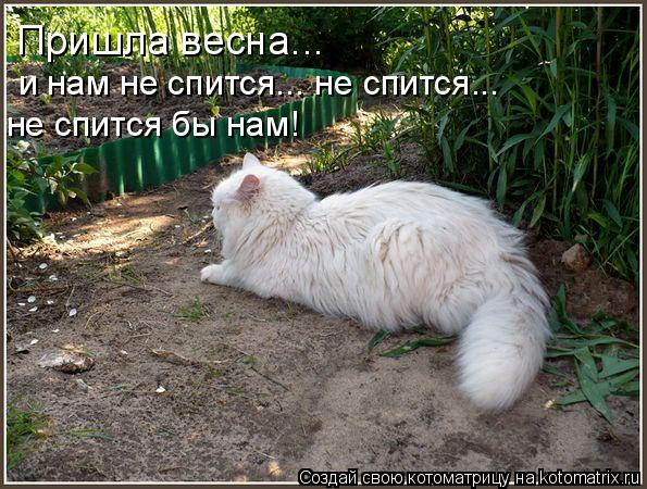 Пришла весна... и нам не спится... не спится... не спится бы нам!... Котоматрица: Пришла весна... и нам не спится... не спится... не спится бы нам!
