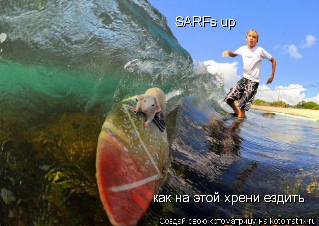 SARFs up как на этой хрени ездить... Котоматрица: SARFs up как на этой хрени ездить
