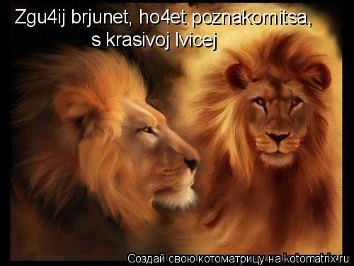 Zgu4ij brjunet, ho4et poznakomitsa, s krasivoj lvicej... Котоматрица: Zgu4ij brjunet, ho4et poznakomitsa, s krasivoj lvicej